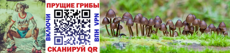 наркотики  Сорск  Галлюциногенные грибы мицелий 